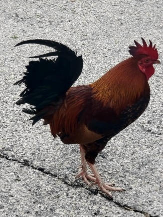 key west rooster picture